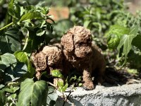 Mükemmel Renk Sağlık Garantili Toy Poodle