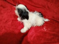 Shih tzu güzeldir iyidir