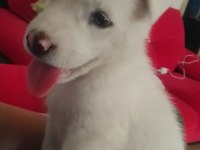 Sibirya Kurdu Albino