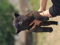 Akita Show