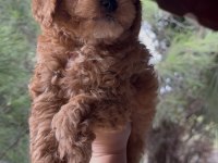 Kore Poodle Dişi Erkek 
