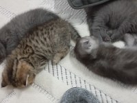 Evinize neşe scottish fold