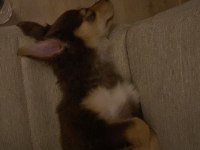 Avustırala çoban köpeği minyatür