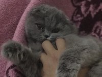 5 aylık Scottish fold longhair dişi