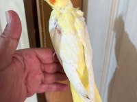 40 GÜNLÜK LUTİNO BEBEK SULTAN PAPAĞANI