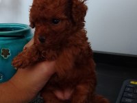 KOREKAN DİŞİ TEACUP RED POODLE