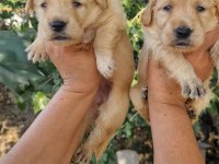 Baby face orjinal golden yavrular