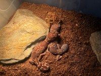 AFRİCA FAT TAİL ÇİFT GECKO