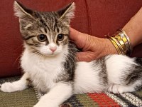 British longhair kırması kedimiz