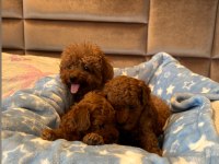 Kore Poodle bebekler ev dogumu