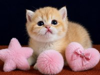 British Shorthair Golden Yavrular