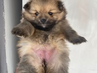 Pomeranian Boo dişi yavrular