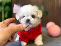 BEYAZ PUF BEBEK KÖPEĞİMİZ