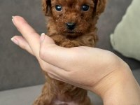 Muhteşem Kore Poodle Yavrular