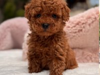 Sağlık ve ırk garantili poodle