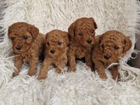 Sevimli Toy Poodle Yavrularımız