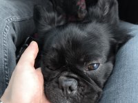 FLUFFY FRENCH BULLDOG