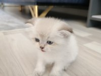 Scottish Fold Blue Point Bihter 3 Haftalik