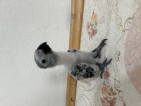 Yavru jako papağanı çok tatlı