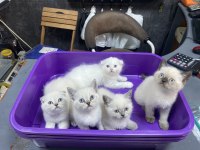 2 Scottish fold 3 british yavrularımız