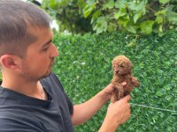SAFKAN POODLE BEBEKLER