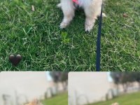 Çocuğumuz olduğundan köpeğimize yeni sahip arıyoruz