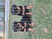 Safkan Macar Koca Kafa Küt Burun Rottweiler Yavrular