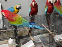 1-3 yaş aralığında genç kırmızı macaw papağanlar