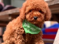 Sevimli Toy Poodle Yavrularımız