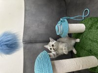 British shorthair yavru kediler