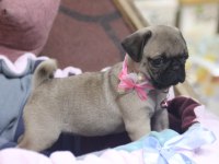 Sağlıklı pug yavrular