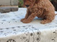 RENK RENK MİNYATÜR POODLE YAVRULAR