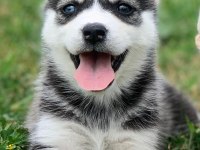 Sibirya kurdu husky yavrum