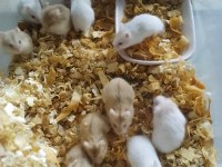 Üreticiden hamster