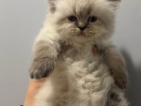 Iran Chinchilla Yavru