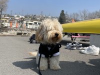 Hiperaktif Maltipoo 10 Aylık Yavru