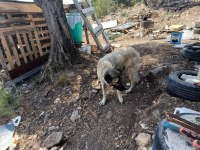 Uluslararası kimliği olan 3 yaşındaki dişi Kangal