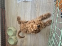 Minik poodle dostum