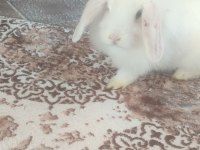 Hollanda lop ve aslan baş tavşanlar