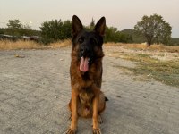A kalite full şecereli yavru alman kurtlar