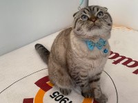 Evcil uysal 1 buçuk yaşında scottish fold