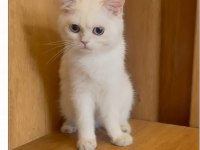 Orjinal ırk erkek british shorthair
