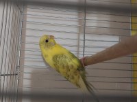 Gözüm gibi baktığım kuşlarımı sahiplendiriyorum