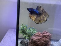 Akvaryumu ile beraber betta balığı