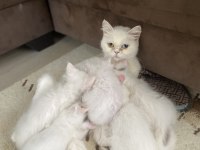 Beyaz renkli gözlü shorthair ve longhair olarak vardır