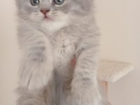 Malzemeleri kedi ile verilecek scottish fold