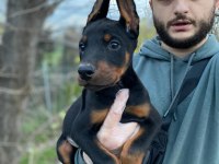 ÜST KALİTE DOBERMAN YAVRULAR