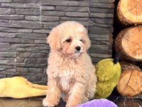 Teddy Surat Kore Kan Maltipoo Yavrularımız