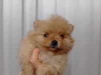 Mucize bebek pomeranian