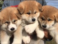 Elit Patiler Farkıyla Japon Akita Yavrular